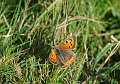 small copper butterfly-4